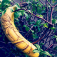 Image for article titled You've Never Seen Tattoos Like Banana Tattoos